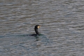Grand Cormoran-04